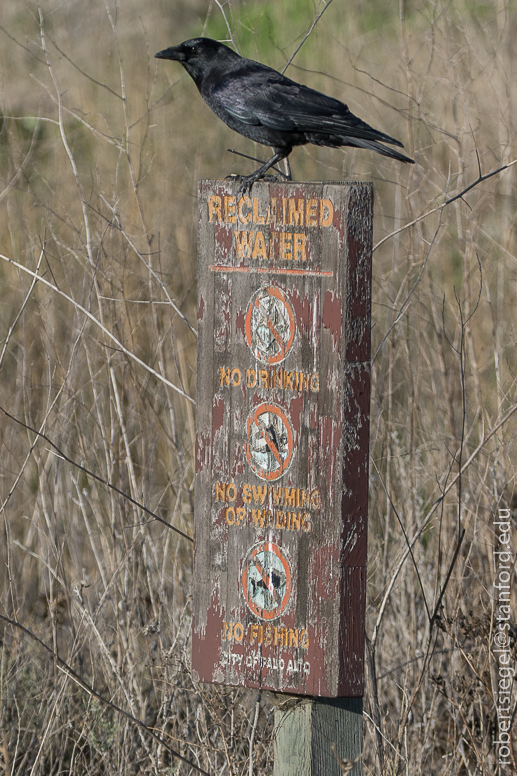 emily renzel wetlands